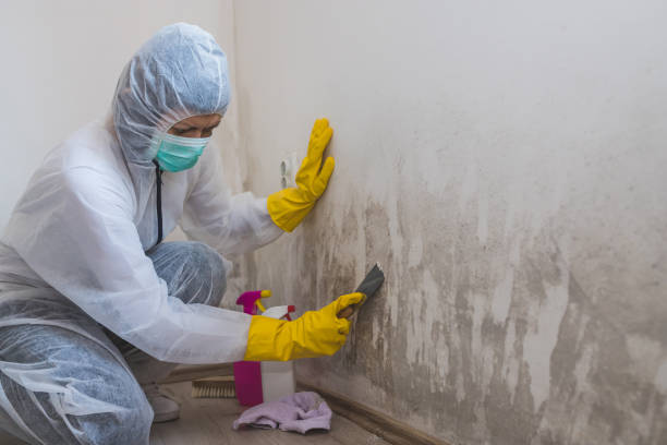 Best Commercial Mold Removal  in Orchard Hills, PA
