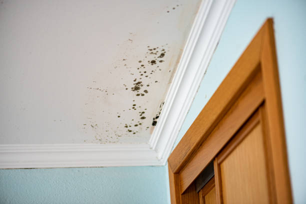 Best Best Mold Removal Companies  in Orchard Hills, PA
