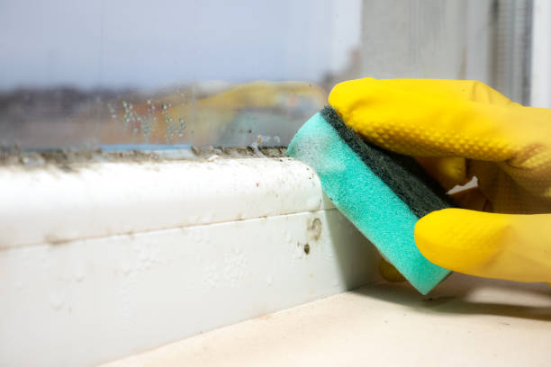 Best Affordable Mold Removal  in Orchard Hills, PA