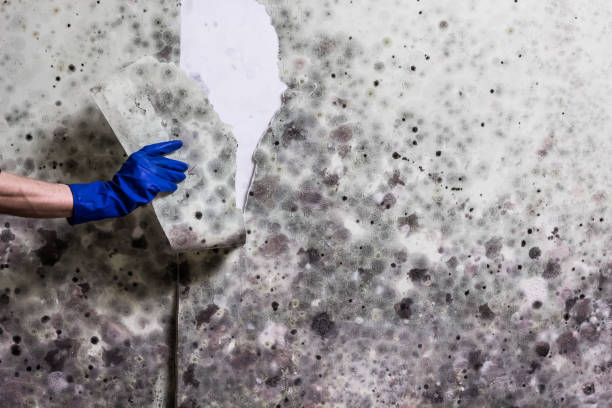 Crawl Space Mold Removal in Orchard Hills, PA