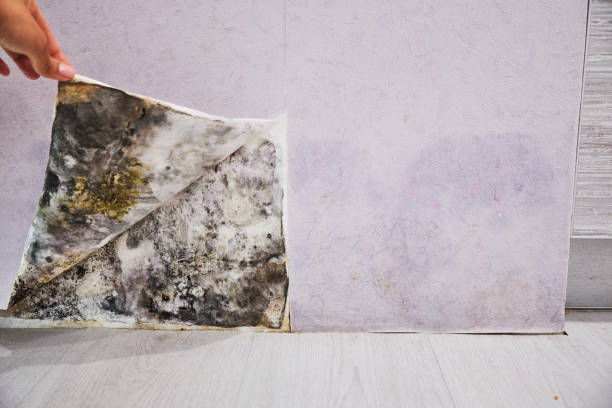 Best Best Mold Removal Companies  in Orchard Hills, PA